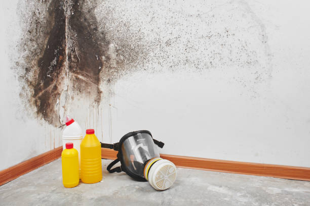 Best Commercial Mold Removal  in Hondo, TX