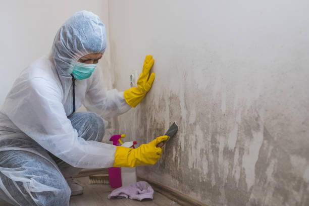 Best Fast Mold Removal  in Hondo, TX