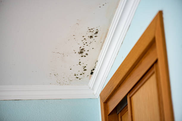 Best Residential Mold Removal  in Hondo, TX