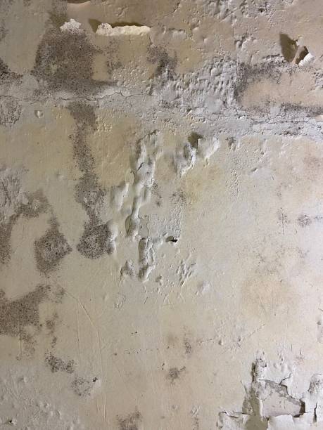 Best Residential Mold Removal  in Hondo, TX