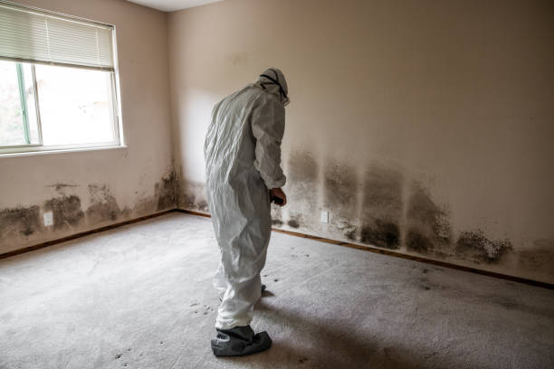 Home Mold Removal in Hondo, TX