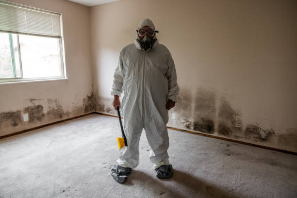 Best Certified Mold Removal  in Hondo, TX