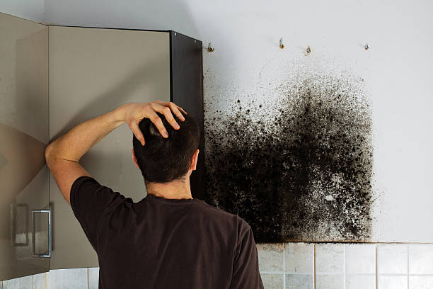 Best Mold Remediation Experts  in Hondo, TX