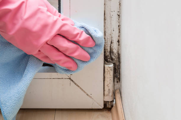 Best Mold Cleaning Services  in Hondo, TX