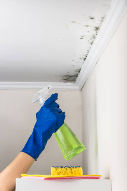 Best Mold Damage Repair  in Hondo, TX